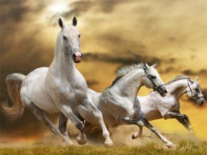 Running Horse Slide Puzzle Online Game