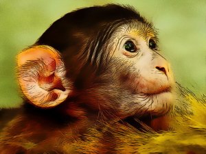 Funny Baby Monkey Jigsaw Puzzle Game